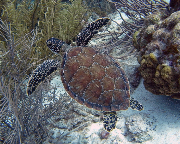 UWBN15-Bonaire Turtle Karpata 2015
